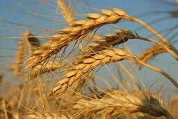 Семена пшеницы озимой Московская 56 элита