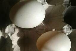 Утиное инкубационное яйцо (Индийский бегунок)