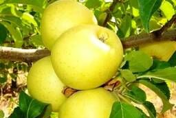 Яблоки Голден Делишес