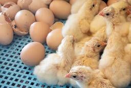 Hatching eggs ROSS-308 and Cobb 500, Belarus, Holland,