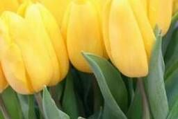Желтые тюльпаны от производителя сорт Стронг Голд