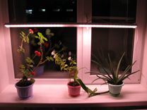 Фитосветильники (фитолампы, лампы для растений)