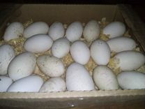 Яйца гусиные на инкубацию и еду