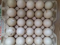 Утиные яйца на инкубацию