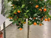 Мандариновое дерево с плодами/ Мандарин Н 160-170