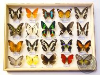 Коллекции бабочек, набор тропических бабочек