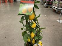 Лимон /Лимонное дерево с плодами H 60 см