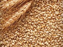 Пшеница,ячмень, кукуруза, зерносмесь, комбикорм