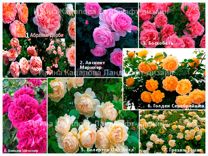 Розы плетистые, английские, флорибунда