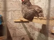 Суточные цыплята несушки Доминанты