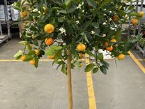 Мандариновое дерево / мандарин с плодами Н 163 см