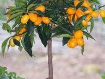Цитрусовое комнатное растение дерево Кумкват