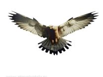 Хищник-4 визуальный отпугиватель птиц