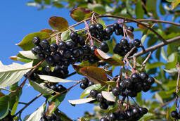 Черноплодная рябина (арония), свежие плоды