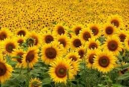 Sunflower hybrids Harvest 2019 Manufacturer