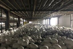 Champignon mushrooms wholesale