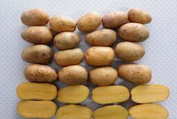 Картофель семенной - Кроне Элита