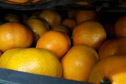 Tangerines Abkhazian wholesale in Adler