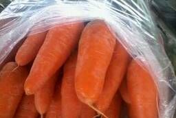 Морковь оптом от 20 тонн