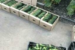 Cucumbers wholesale in Krasnodar Territory from the manufacturer