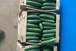 Greenhouse cucumbers wholesale Masha Hercules Relay