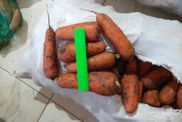 Продаем морковь оптом