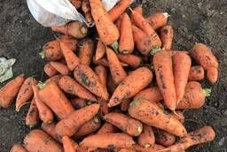 Продажа моркови оптом напрямую с Фермерского Хозяйство
