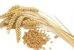 Wheat Daria super-elite seeds