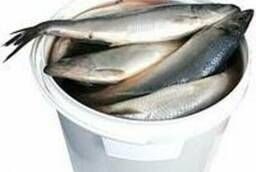 Lightly salted herring 350