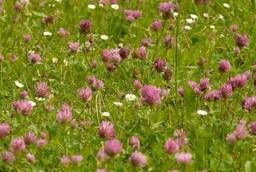 Seeds of red clover Perm local PC1