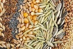 Seeds of corn, sunflower, oil flax, mustard
