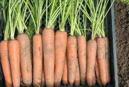Семена моркови Нектар F1 Bejo уп 1 000 000 шт