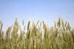 Семена яровой пшеницы твёрдой