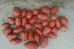 Seed potatoes Rosara variety.