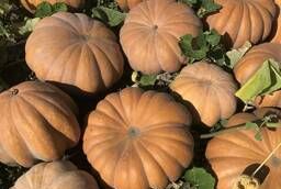 Pumpkin Muscat De Provence