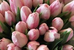 Тюльпаны оптом из голландской теплицы Borst и Triflor