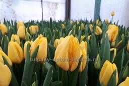 Тюльпаны оптом к 8 марта от производителя