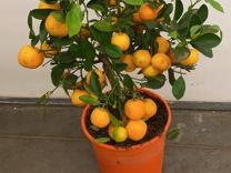 Мандарин цитрус/ мандариновое дерево Н 68 см