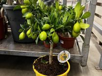 Лимонное дерево/ лимон мейера H 50