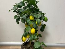 Лимон/ Лимонное дерево премиум качество H 80