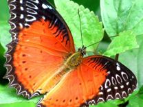Живые тропические бабочки Солнечный Зайчик