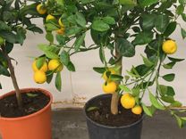 Цитрусовое дерево/ Мандарин/Лимон/Кумкват/Апельсин
