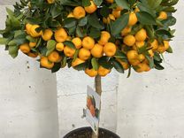 Мандариновое дерево с плодами 110-125 см