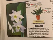 Эухарис - луковичное растение, комнатный цветок