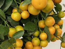 Мандариновое дерево с плодами / Мандарин XL
