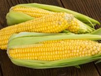 Раннеспелый, трёхлинейный гибрид кукурузы
