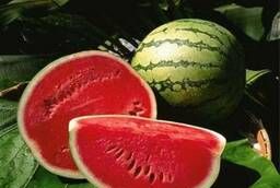 Watermelon from Syria from a direct importer