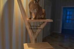 Wood for a cat