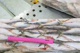 Don herring