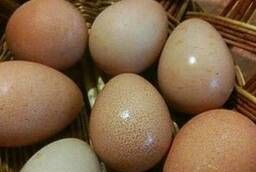 Hatching Egg of Guinea Fowl